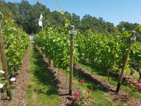 Weinberg am Siegener Silberfuchs